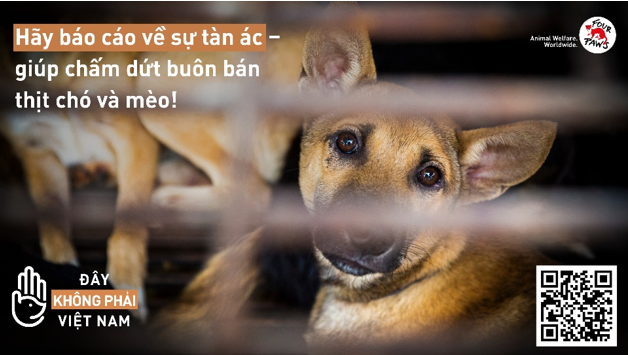 Người dân Quảng Nam - Đà Nẵng tích cực báo cáo về hoạt động buôn bán thịt chó và mèo trên công cụ của Four Paws - ảnh 2