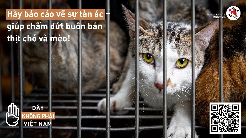 Người dân Quảng Nam - Đà Nẵng tích cực báo cáo về hoạt động buôn bán thịt chó và mèo trên công cụ của Four Paws - ảnh 1