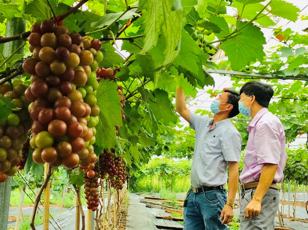 Quỹ khuyến nông Hà Nội: “Bệ phóng” cho nông dân phát triển nông nghiệp, dịch vụ nông thôn - ảnh 3