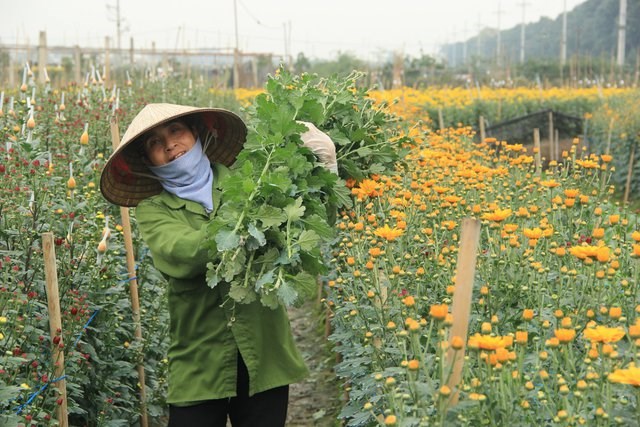 Hà Nội: Sôi động thị trường hoa, cây cảnh  - ảnh 4