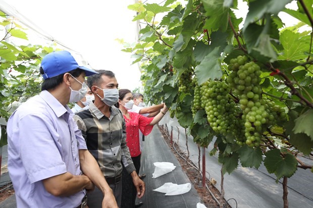 Hiệu quả từ những mô hình khuyến nông mang lại giá trị kinh tế cao - ảnh 1