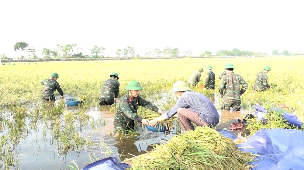 Khôi phục hoạt động sản xuất nông nghiệp sau bão số 3 - ảnh 2