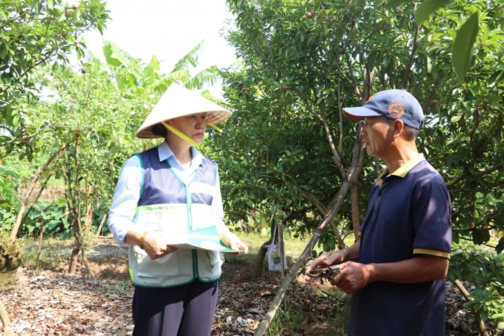 Khuyến nông Thủ đô cùng nông dân tái phục hồi sản xuất - ảnh 2