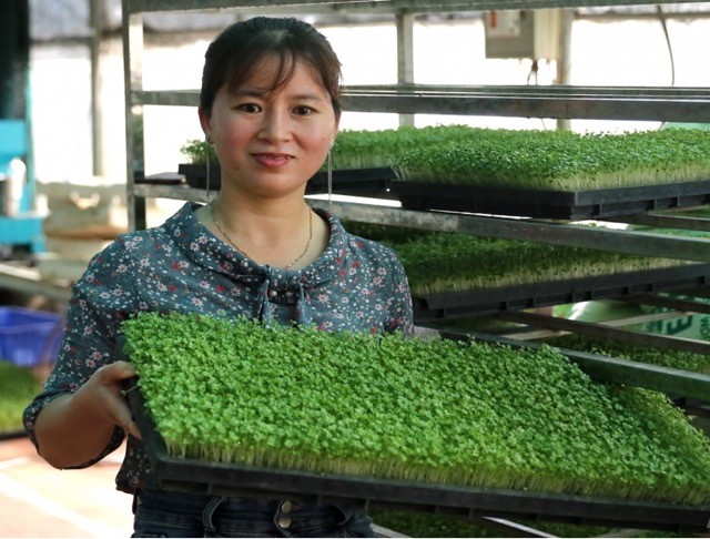 Nữ giám đốc HTX từ đam mê đến thành công trong sản xuất rau mầm  - ảnh 1