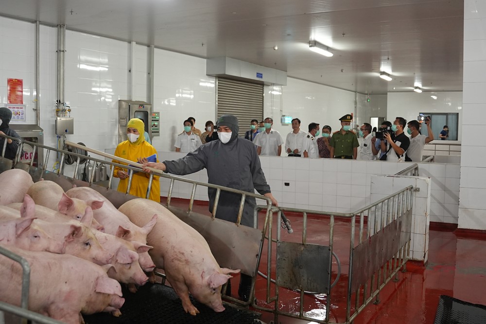 Hà Nội kiểm tra hoạt động giết mổ lợn tại Công ty CP Việt Nam chi nhánh Chương Mỹ - ảnh 6