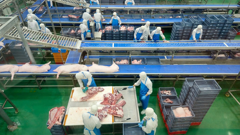 Hà Nội kiểm tra hoạt động giết mổ lợn tại Công ty CP Việt Nam chi nhánh Chương Mỹ - ảnh 10
