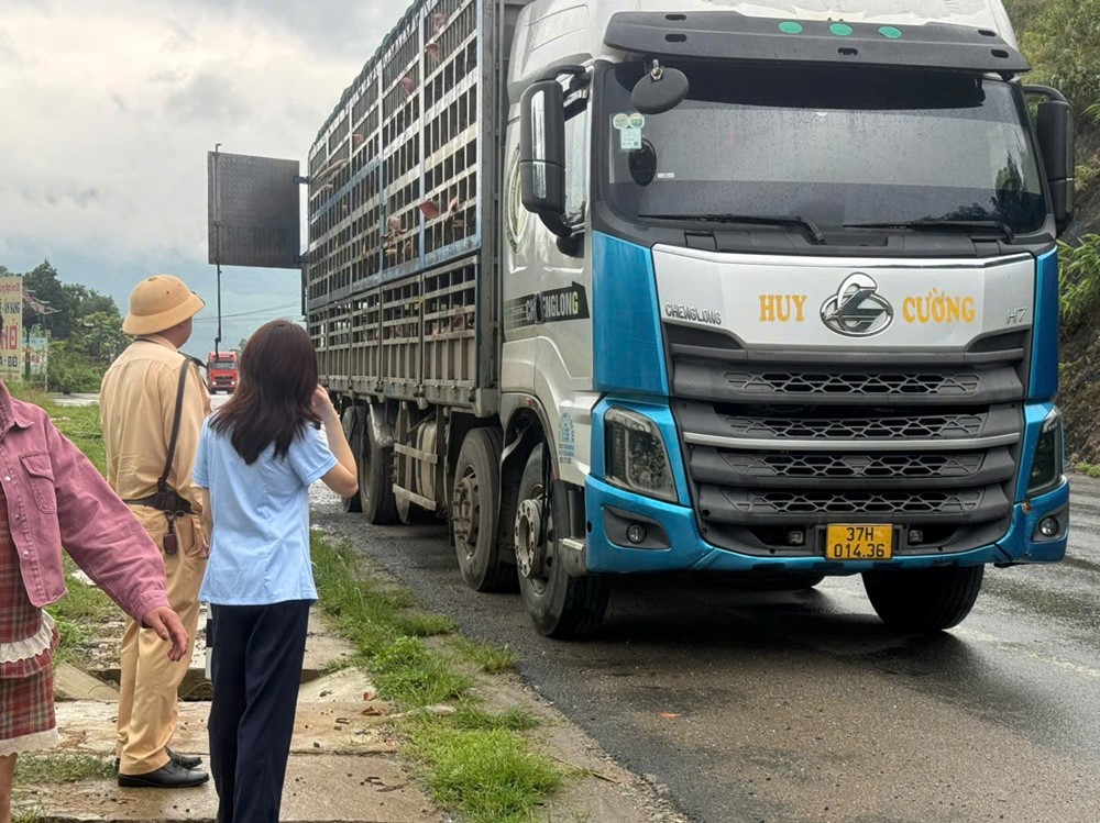Phát hiện và tiêu hủy 192 con lợn nhiễm virus Dịch tả lợn Châu Phi vận chuyển trái phép  - ảnh 4