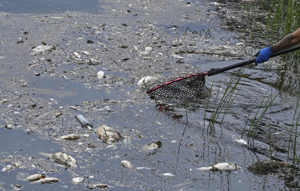 Ba Lan: Thủy ngân không phải là nguyên nhân khiến cá chết hàng loạt  - ảnh 1