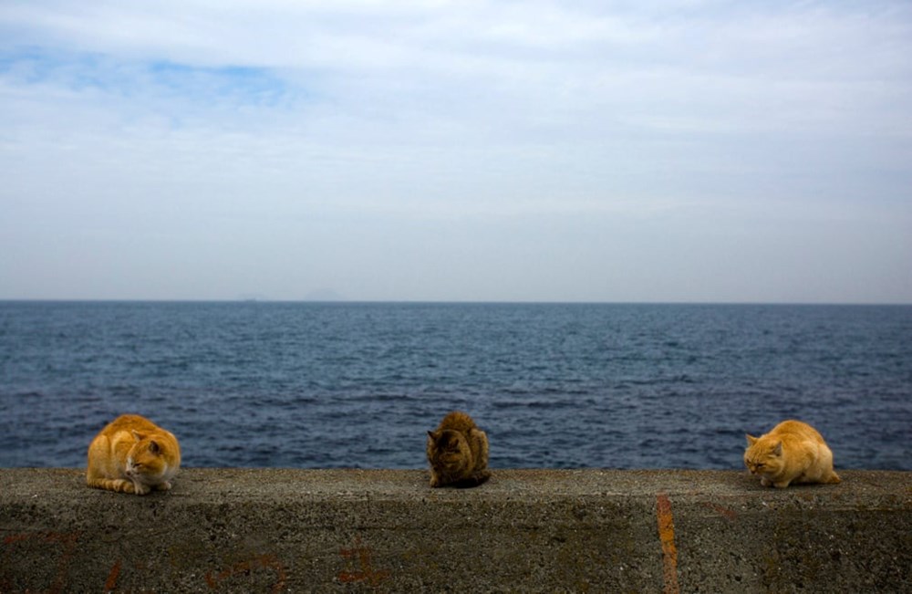 Năm Mão thăm “đảo mèo” ở Nhật Bản - ảnh 11
