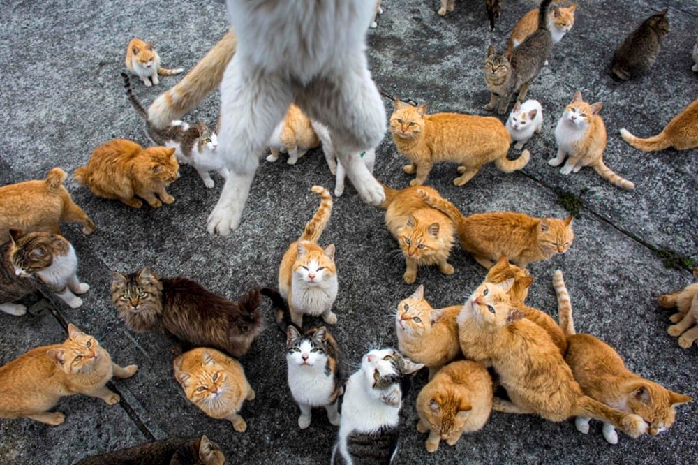 Năm Mão thăm “đảo mèo” ở Nhật Bản - ảnh 13