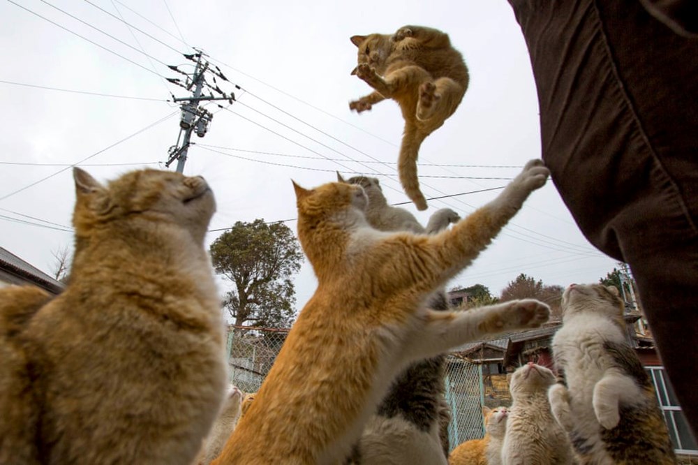 Năm Mão thăm “đảo mèo” ở Nhật Bản - ảnh 2