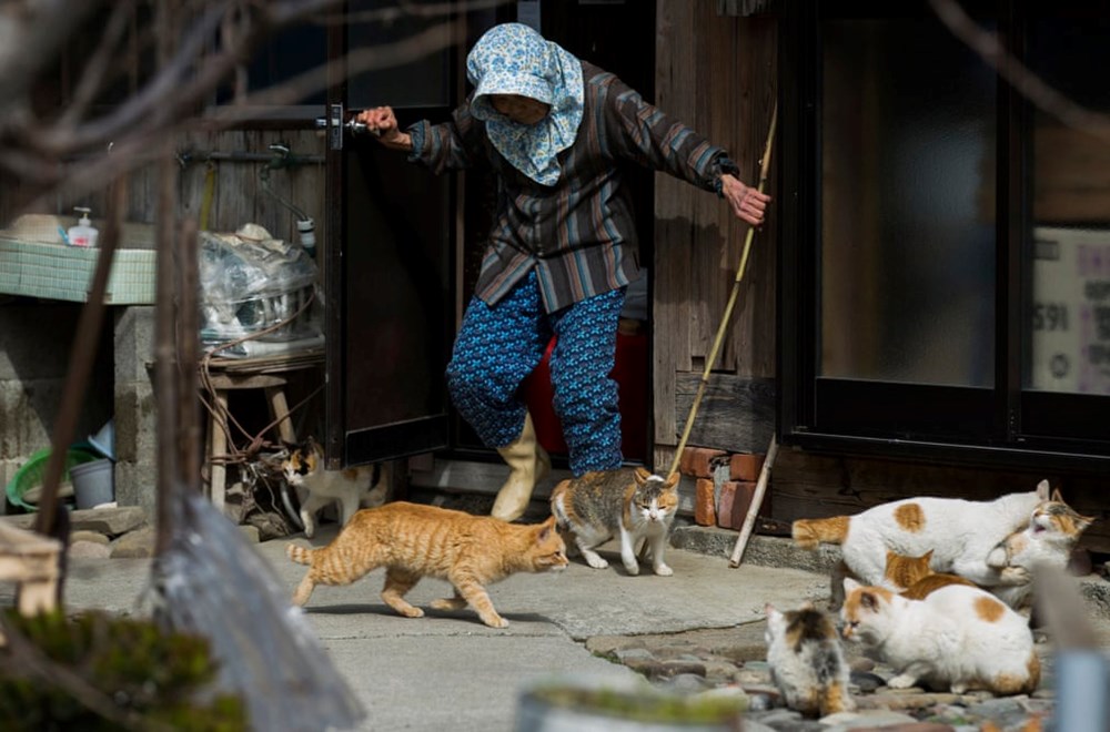 Năm Mão thăm “đảo mèo” ở Nhật Bản - ảnh 5