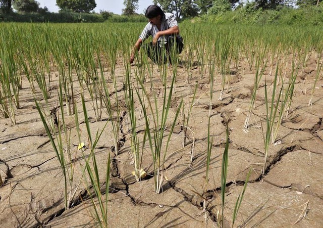 Hiện tượng El Nino đã xuất hiện: Hậu quả gì phía trước? - ảnh 1