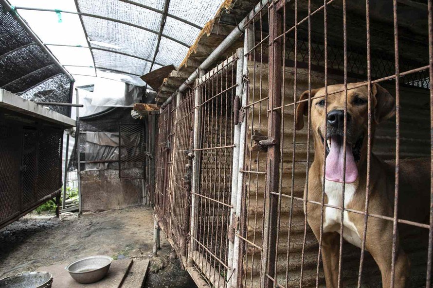 Hàn Quốc tiến tới lệnh cấm tiêu thụ thịt chó - ảnh 1