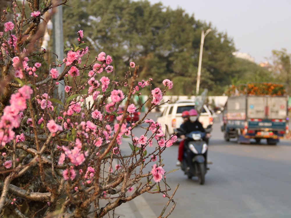 Các loại hoa nhập lên ngôi trong dịp Tết Ất Tỵ 2025 - ảnh 1