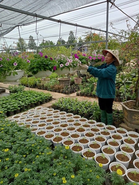 Làm giàu từ mô hình vườn hoa cây cảnh - ảnh 1
