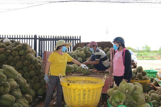 Trung Quốc mở cửa, nhiều nông sản Việt Nam tăng giá gấp đôi - ảnh 1