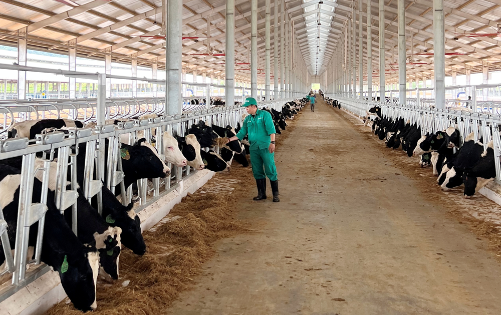 Đàn bò sữa 1000 con được Vinamilk nhập khẩu cho trang trại tại Lào - ảnh 5