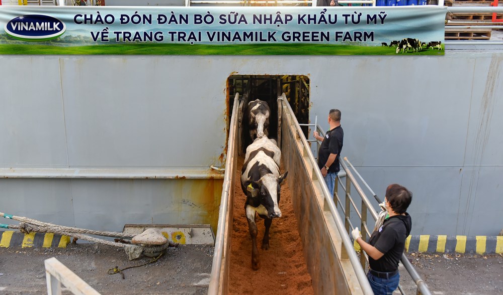 Vinamilk tiếp nhận thành công hơn 1.500 bò sữa nhập từ Mỹ về các trang trại Green Farm - ảnh 1