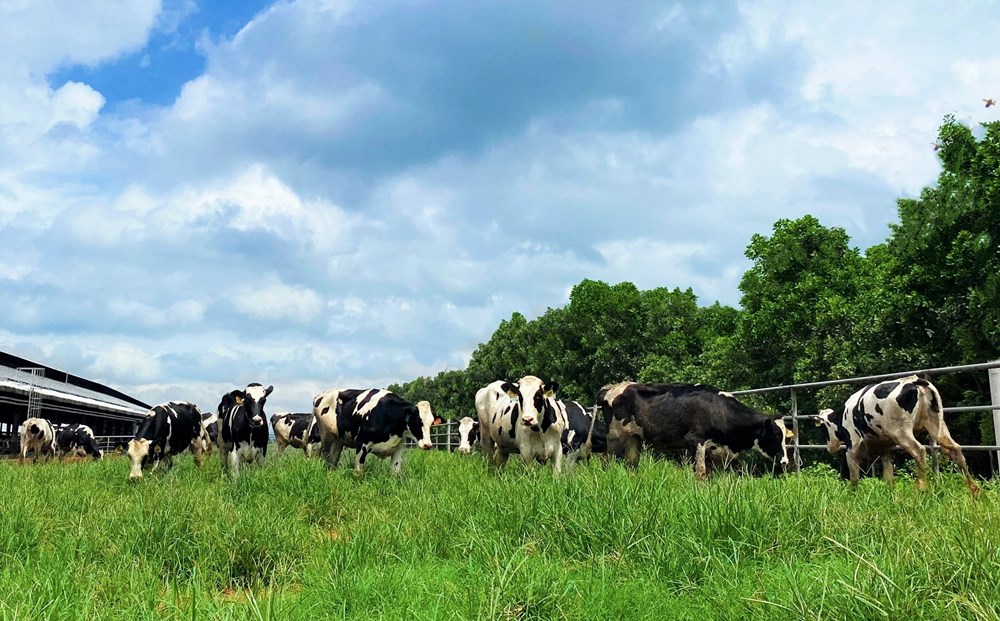 Vinamilk tiếp nhận thành công hơn 1.500 bò sữa nhập từ Mỹ về các trang trại Green Farm - ảnh 3