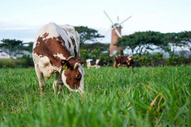 Vinamilk có sản phẩm sữa tươi đầu tiên trên thế giới được chứng nhận từ tổ chức Clean Label Project của Mỹ - ảnh 6