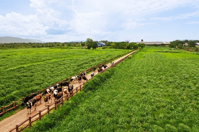 Vinamilk góp mặt trong danh sách Fortune khu vực ASEAN - ảnh 2