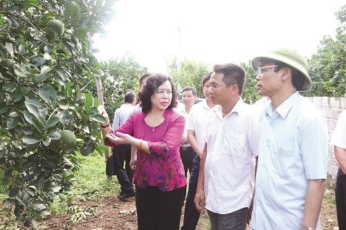 Phó Bí thư Thường trực Thành ủy Hà Nội Ngô Thị Thanh Hằng thăm mô hình trồng bưởi tại xã Nam Phương Tiến, huyện Chương Mỹ.