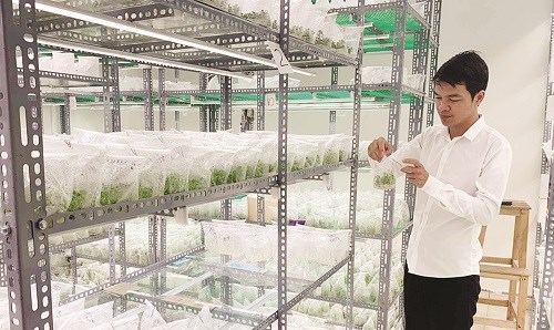 Anh Nguyễn Xuân Trường tại phòng nuôi cấy mô tế bào thực vật