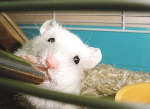 Những chú chuột nhắt trắng luôn được chăm sóc theo chế độ đặc biệt, đáp ứng yêu cầu phục vụ nghiên cứu khoa học