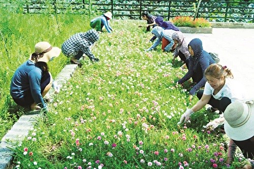 Cán bộ hội viên phụ nữ tham gia chăm sóc đoạn đường nở hoa