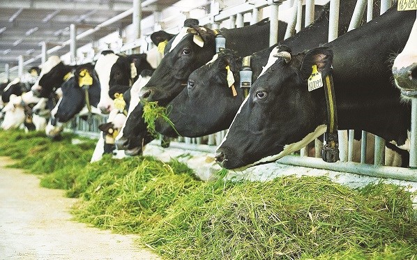 Tại những trang trại chuẩn resort của Vinamilk trên cả nước, các cô bò sữa cũng “ăn Tết”