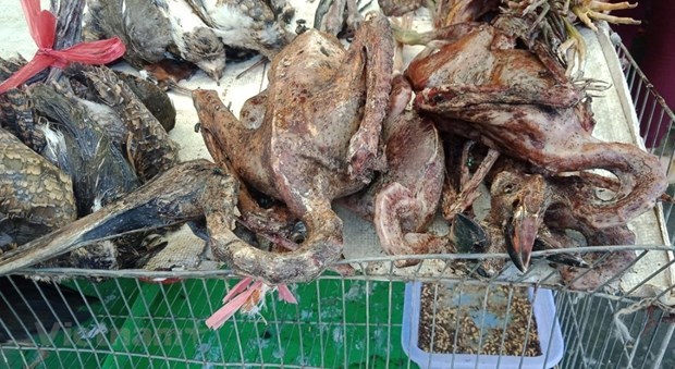 Chim quý bị vặt lông, thiêu sống bày bán tràn lan tại chợ nông sản Thạnh Hóa, tỉnh Long An.