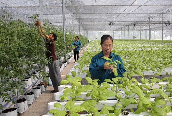 Mô hình trồng rau thủy canh theo công nghệ hiện đại Israel của Hợp tác xã Nông nghiệp công nghệ cao Đức Phát, xã Yên Mỹ (huyện Thanh Trì).