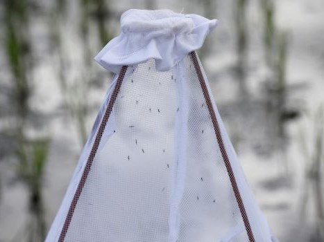 WHO khẳng định tin đồn COVID-19 có thể lây truyền qua muỗi là không chính xác