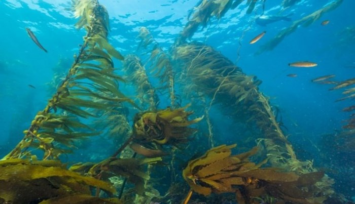 Hoạt chất Fucoidan từ tảo nâu từ vùng biển của Nhật Bản được cho là có chất lượng cao hơn so với nhiều khu vực khác.