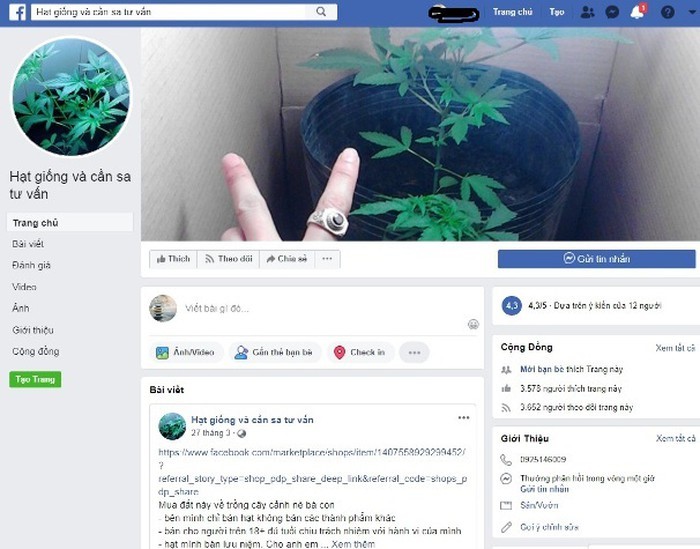 Một fanpage bán hạt giống cần sa công khai trên Facebook (ảnh chụp lúc 13h15 ngày 11-5)