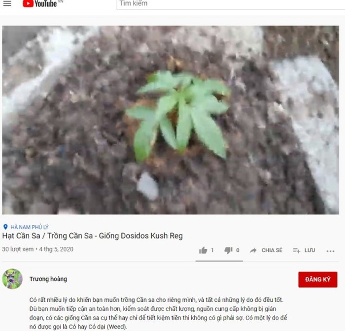 Video giới thiệu bán và hướng dẫn trồng cần sa trên Youtube (ảnh chụp lúc 13h25 ngày 11-5)