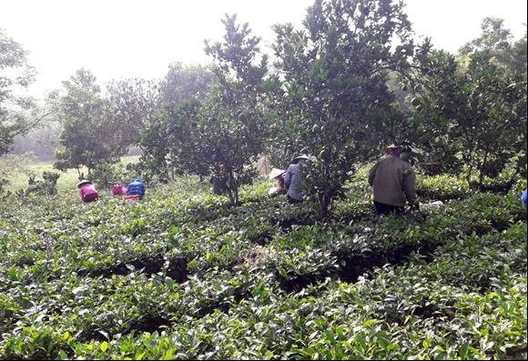 Từ nguồn vốn vay ủy thác của Hội, nhiều hội viên xã Ba Trại, huyện Ba Vì có thêm điều kiện phát triển nghề truyền thống trồng chè sạch