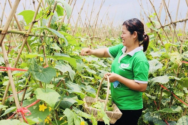 Mô hình trồng rau an toàn, hữu cơ tại Phú Xuyên cho thu nhập cao.