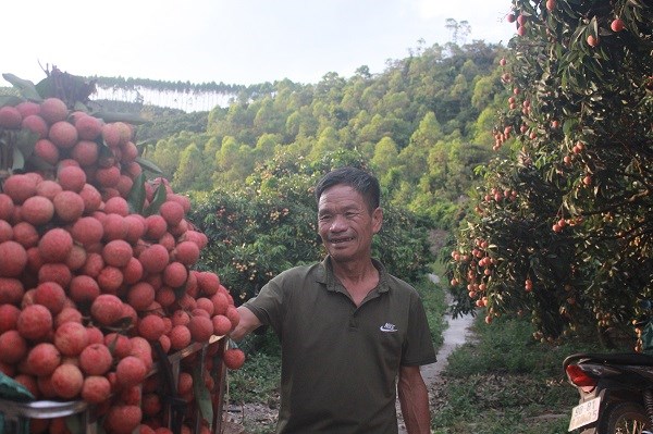 Ông Trần Văn Lân bên vùng vải thiều trồng xuất khẩu sang Nhật Bản