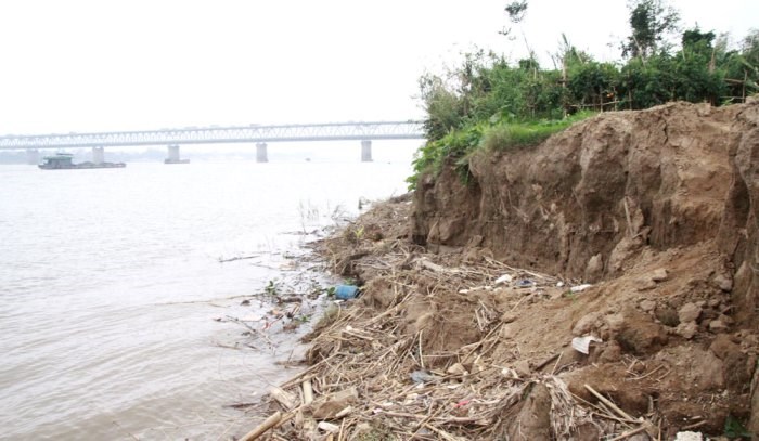 Bờ hữu đê sông Hồng đang ngày càng sạt lở nguy cơ mất an toàn cao.