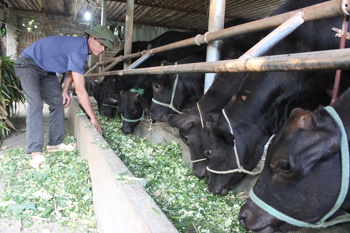 Chăn nuôi bò lai giống Wagyu Nhật Bản tại xã Minh Châu (Ba Vì)