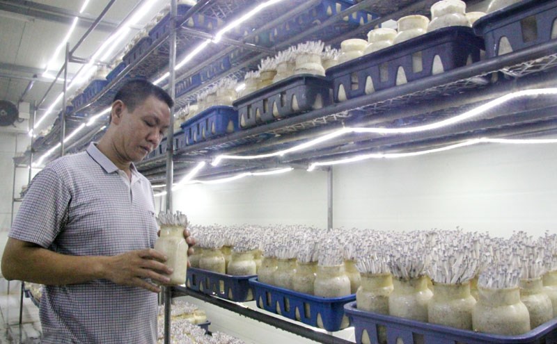Anh Triệu Quang Trung kiểm tra sự phát triển của nấm.