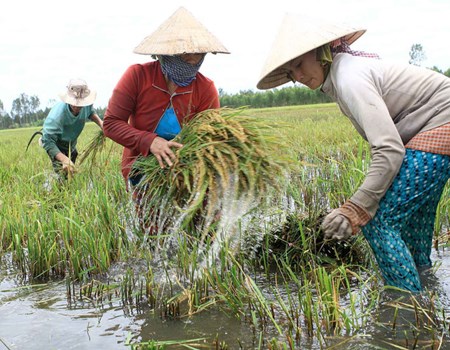 Ở Việt Nam, phụ nữ có vai trò rất quan trọng trong các hoạt động ứng phó với biến đổi khí hậu và giảm thiểu rủi ro thiên tai