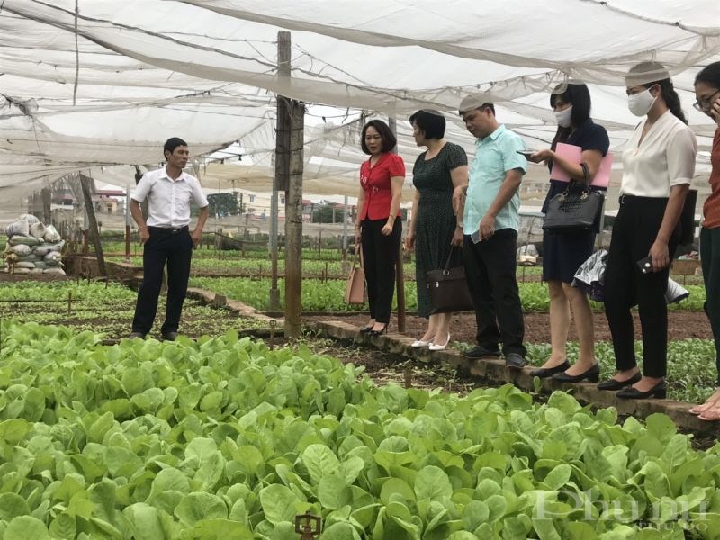 Các đại biểu tham quan mô hình trồng rau cải xanh tại xã Yên Viên