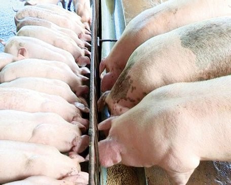 Hà Nội triển khai nhiều giải pháp phòng chống bệnh Dịch tả lợn châu Phi