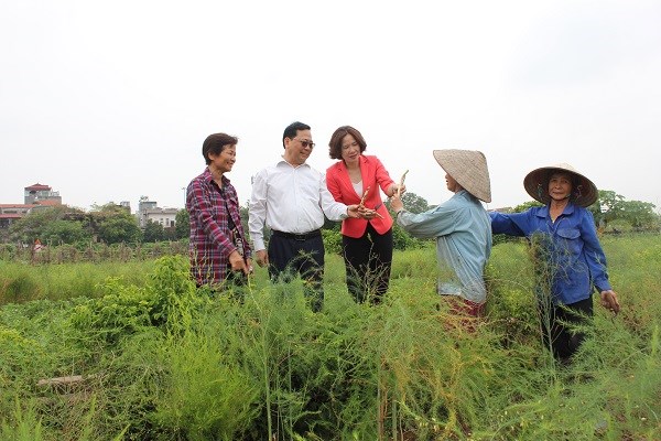Các đại biểu tham quan mô hình trồng măng tây tại xã Yên Viên, huyện Gia Lâm