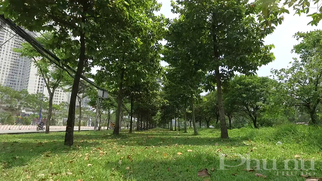 : Hàng cây giáng hương do Vinamilk và Quỹ 1 triệu cây xanh cho Việt Nam trồng tại xa lộ Hà Nội (TP.HCM) sau 9 năm đã vươn cao tỏa bóng mát