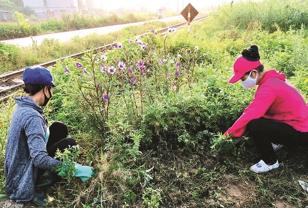 Cán bộ hội viên phụ nữ Gia Lâm tích cực tham gia chăm sóc và trồng hoa trên những tuyến đường phụ nữ tự quản xanh – sạch- đẹp và nở hoa