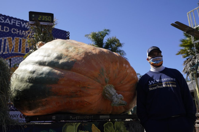 Travis Gienger bên cạnh quả bí ngô “siêu to khổng lồ” của mình.